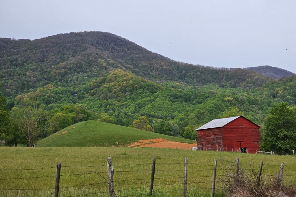 Complete Guide to Elk Viewing in Cataloochee Valley