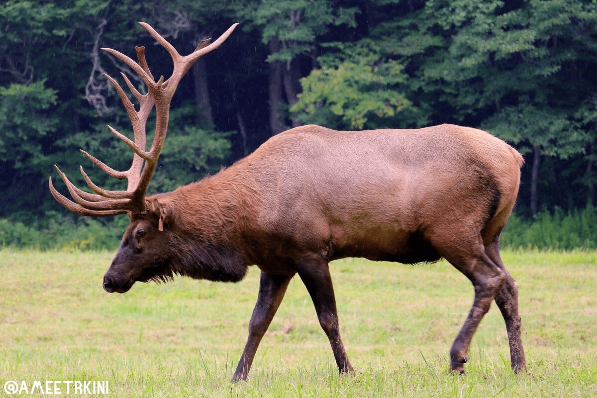 Close-up portrait of a bull elk with impressive antlers