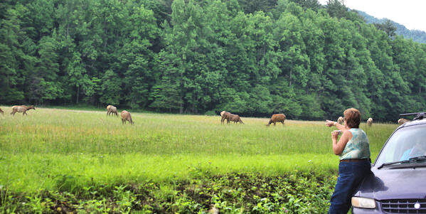 Elk herd grazing in field