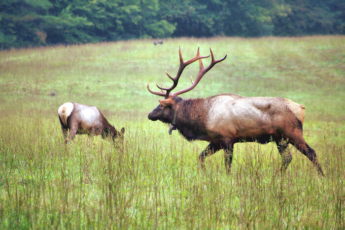Elk grazing in a misty meadow in Cataloochee Valley
