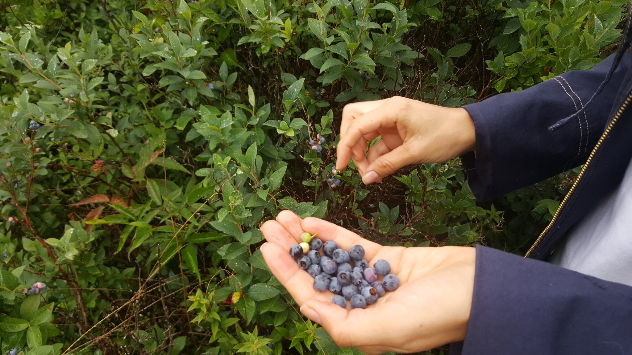 Picking wild blueberries along the trail at Graveyard Fields near Waynesville NC