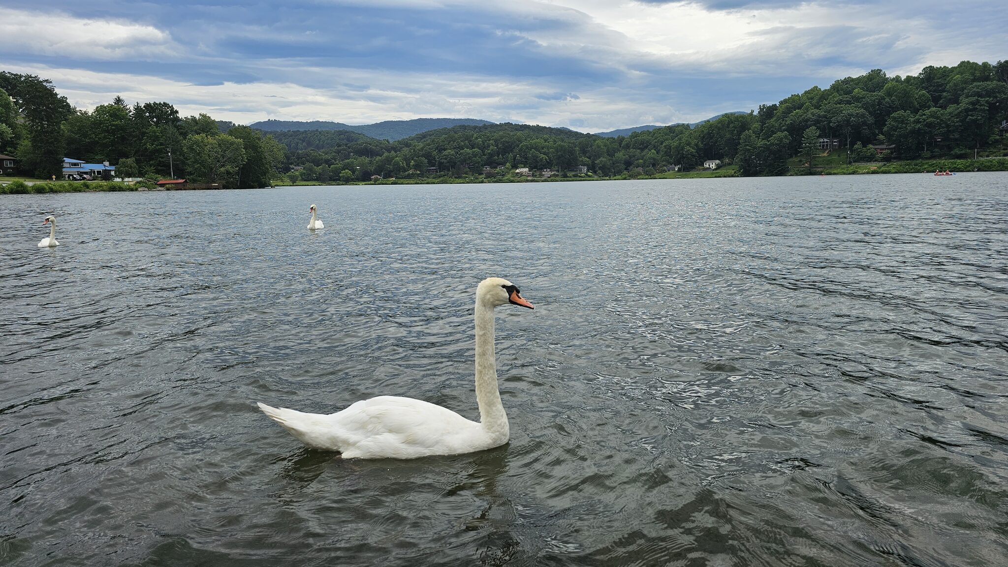 Swan on Lake Junaluska with mountain backdrop