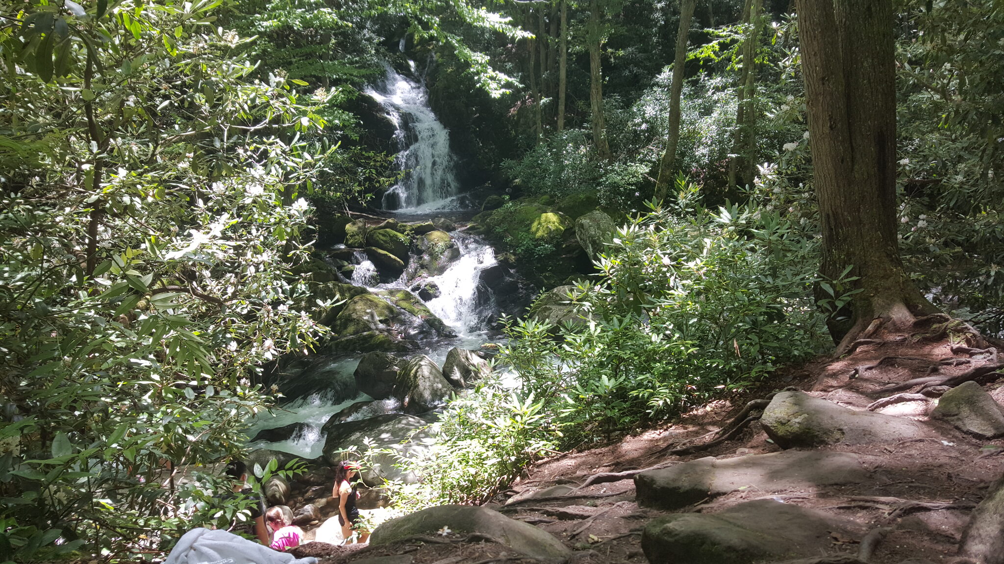 Mouse Creek Falls cascading through blooming rhododendron on the Big Creek Trail