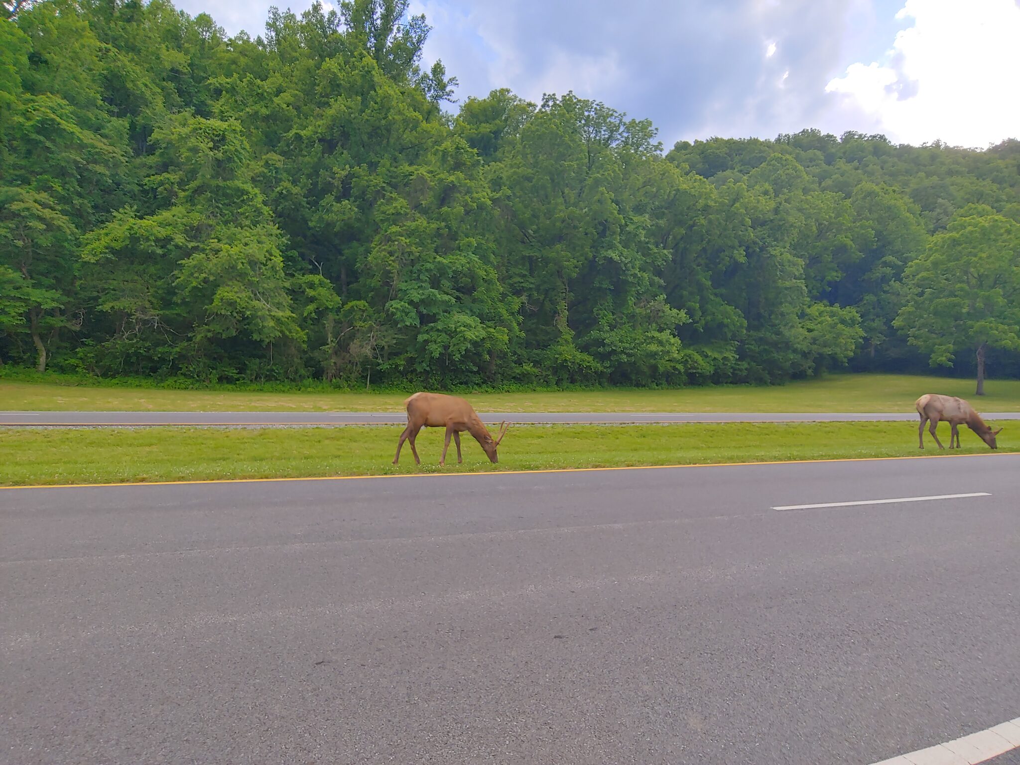 Elk grazing near Oconaluftee
